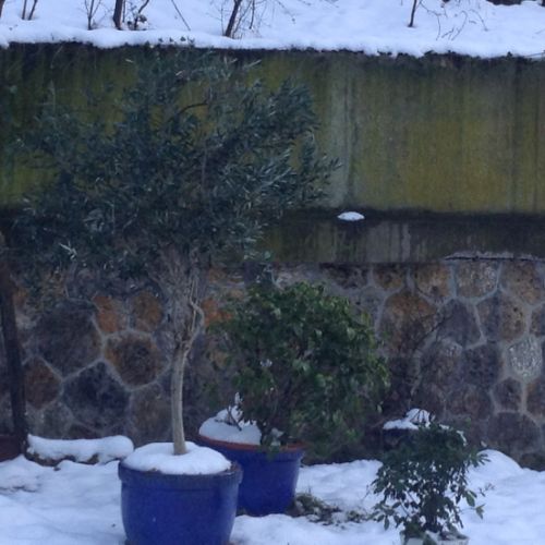 Un olivier sous la neige.