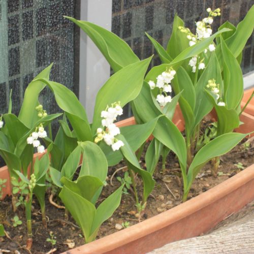 Il est beau mon muguet.