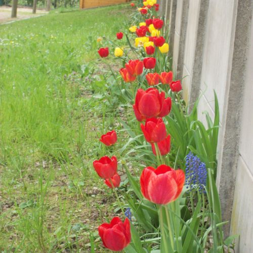 Belle rangée de tulipes.