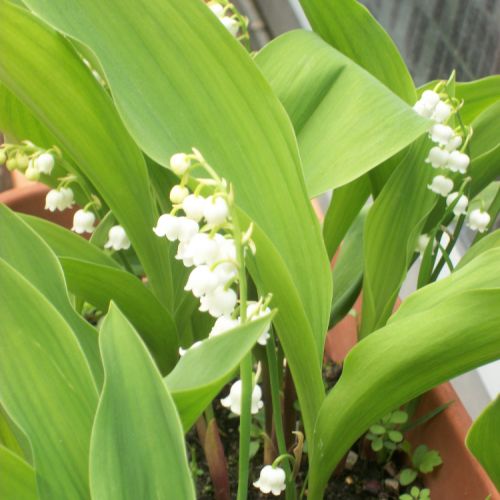 Un brin de muguet à offrir.