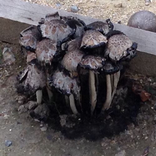 Il y avait de qoui faire une omekette aux champignons sur le terrain.