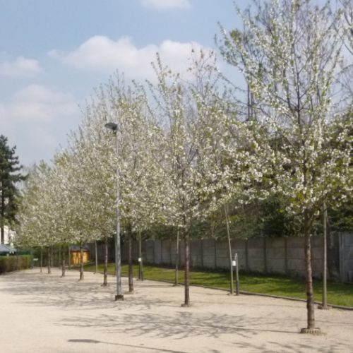 Printemps 2012 : les arbres en fleurs.